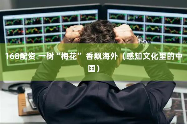 168配资 一树“梅花” 香飘海外（感知文化里的中国）